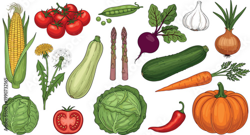 Large vector illustration set of fresh garden vegetables including pumpkin corn tomato carrot cabbage and beetroot for healthy food design.
