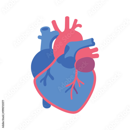 Stylized anatomical heart showing the different chambers and vessels of the circulatory system