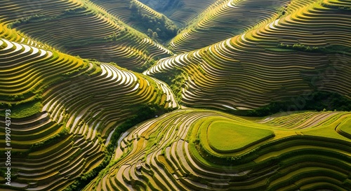 Aerial view of lush green terraced rice fields on hillsides
