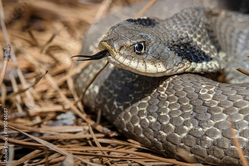 eastern hognose snake Heterodon platirhinos hooded head with tongue closeup