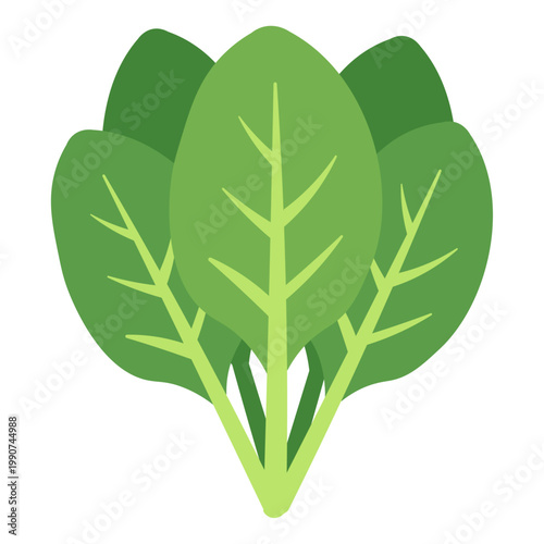 Fresh Hydroponic Lettuce Green Leaf Vegetable Vector Illustration