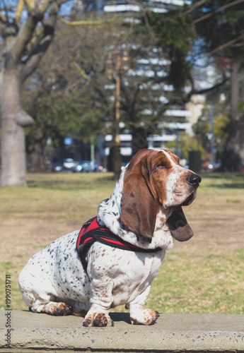 Canvastavla Basset Hound Dog Sitting in Park