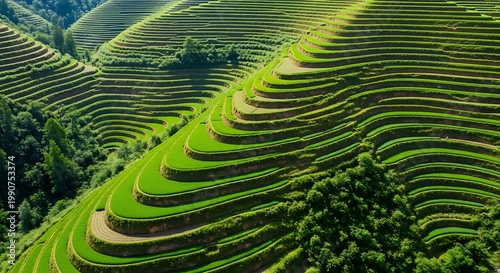 Lush green terraced rice fields on a hillside in a serene natural landscape