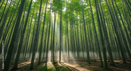Bamboo forest with sunlight filtering through the dense green stalks and fog