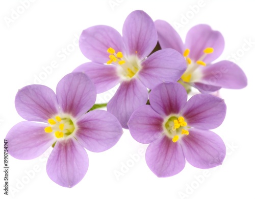 Boronia flower isolated on white background