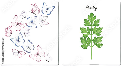 Elegant Butterfly Swarm and Fresh Parsley Herb Illustration Set with Delicate Wings and Green Botanical Leaf for Nature Design
