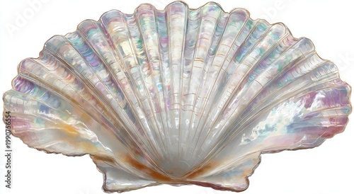 Iridescent, ribbed seashell with fan-shaped, pearly interior and scalloped edges