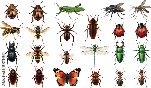 Collection of realistic insect vector icons including butterfly bee beetle ant spider and dragonfly isolated on white background for nature biology education