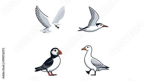 Diverse Seabirds in Flight: A collection of various seabird illustrations showcase a quartet of avian species in graceful flight and elegant postures, perfect for any nature-themed project.