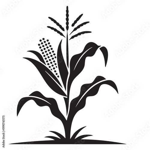Photos Black silhouette of a corn plant with cob vector illustration