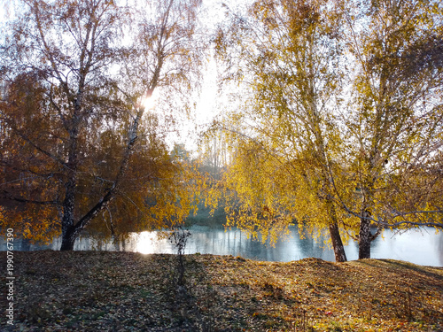 Autumn landscape. View of the lake and birch trees in autumn leaves. Sunlight through the trees.