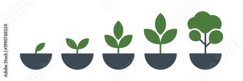 Plant growth stages evolution sequence flat icons