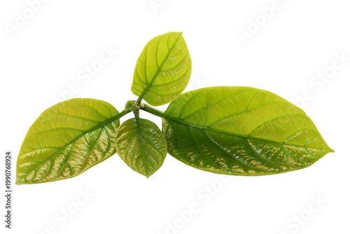 Green young avocado leaves on white background 
