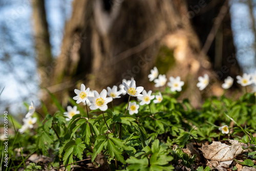 Frühlingsbote Buschwindröschen