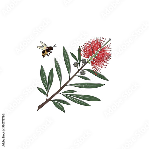 Red Powderpuff Flower Illustration with Bee and Green Leaves