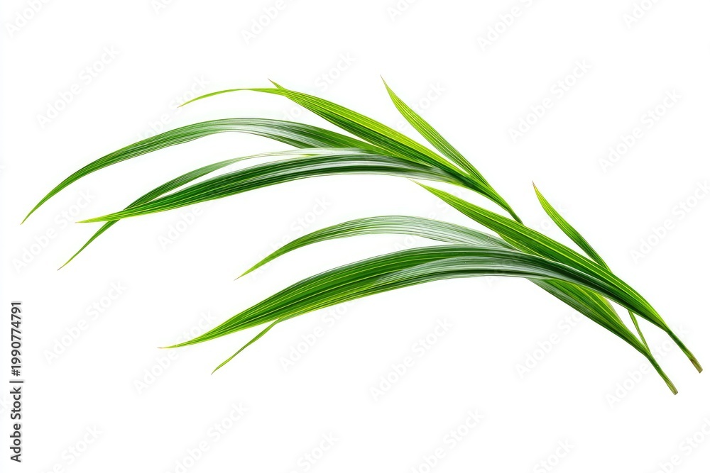 Fototapeta premium Delicate green grass blades arching gracefully against a clean white backdrop