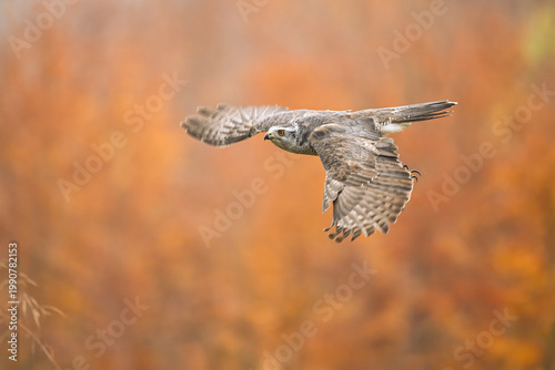 The goshawk is flying over a forest clearing and scanning for its prey.
