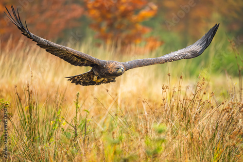 The golden eagle is flying just above the ground and scanning for prey.