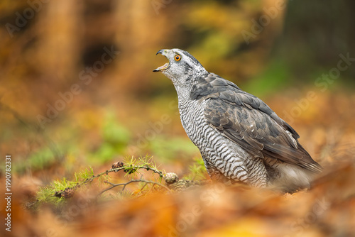 The goshawk has landed in the forest among the leaves and is calling.