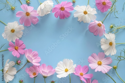 Cosmos flower flat lay border on sky blue background with bright natural light and clean copy space