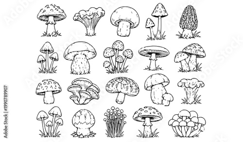 Elegant Vector Mushroom Illustrations Set for Designers & Nature Lovers