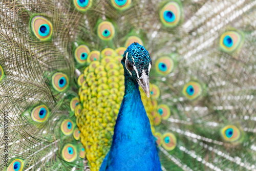 Paw w ogrodzie zoologicznym