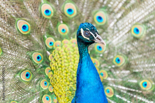 Paw w ogrodzie zoologicznym