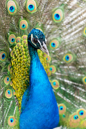 Paw w ogrodzie zoologicznym