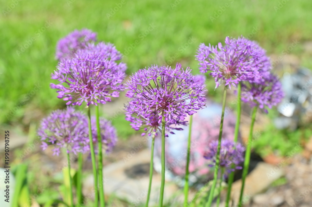 Fototapeta premium Purple Allium Flower Blooms