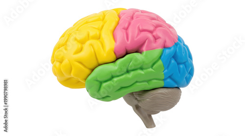 Cuadro en lienzo Colorful model of human brain with four lobes identified cerebral cortex frontal
