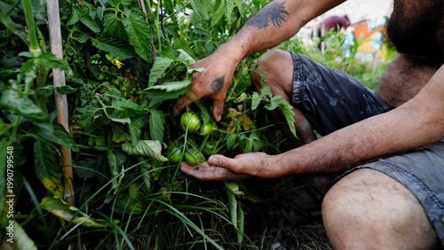 Foto Gardener's hands checking unripe green tomatoes on plant leaves, cultivating fre