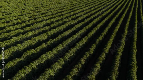 Vídeo aéreo com drone sobre plantação de café em fazenda brasileira