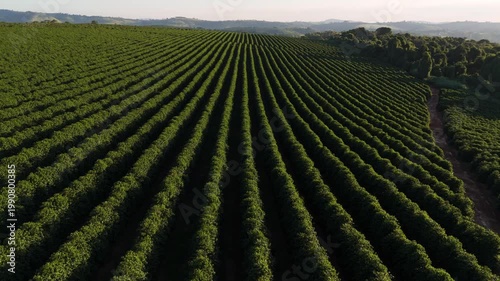 Vídeo cinematográfico de paisagem rural com fazenda de café e padrões agrícolas