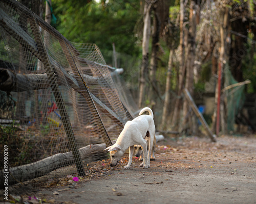 Stray Dogs Standing on Rural Road Looking at Camera