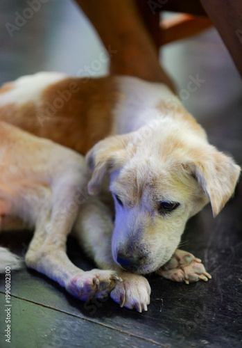 Senior Dog Resting on Blanket Close Up Indoors