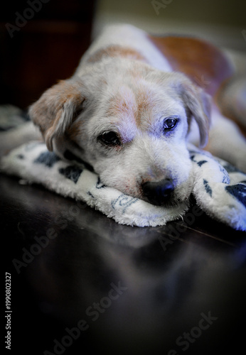 Senior Dog Resting on Blanket Close Up Indoors