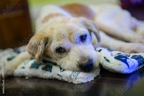 Senior Dog Resting on Blanket Close Up Indoors