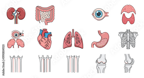 Collection of detailed human internal organ icons including kidneys, heart, lungs, and skeletal system for medical and educational purposes.