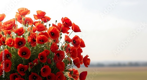 Vibrant red poppies bloom in a sunlit field, evoking natural beauty and the essence of summer meadows, perfect for spring and nature themes.