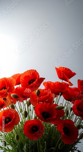 Vibrant red poppies bloom in abundance under a bright sky, showcasing their delicate petals and dark centers, symbolizing nature's beauty and renewal.