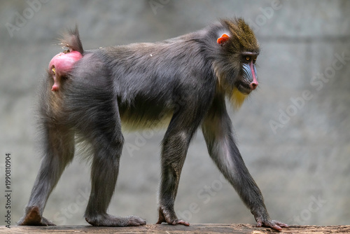 Принти на полотні A mandrill