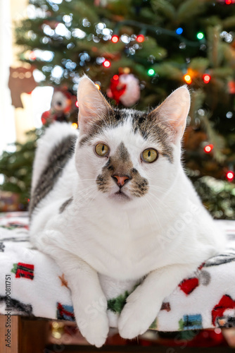 A Christmas portrait of  domestic cat.