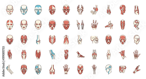 Comprehensive collection of medical icons illustrating human anatomy including muscle groups, joint structures, and facial muscles.
