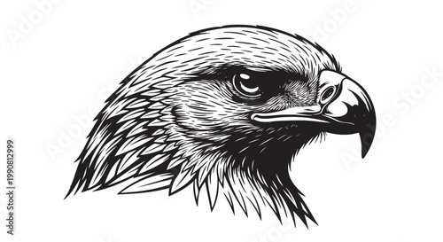 Eagle head, black and white illustration, bird of prey, wildlife vector, animal portrait