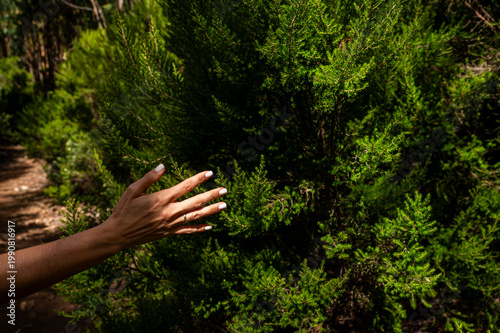 Hand gently brushes through dense green foliage. Sunlight filters through trees, casting soft shadows. Natural setting feels peaceful and untouched. Perfect for nature, wellness