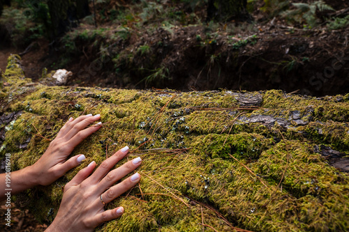 Hands rest gently on mossy forest floor. Fingers trace soft, green textures in quiet reverence. Nature's quiet embrace feels soothing and deep. Ideal for wellness, mindfulness