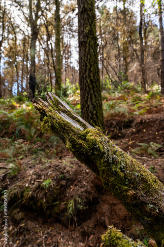 Moss-covered branch lies in deep forest floor. Sunlight filters through tall, leafy trees. Ferns and twigs surround the fallen wood. Nature's quiet decay echoes through still air. Ideal for ecological