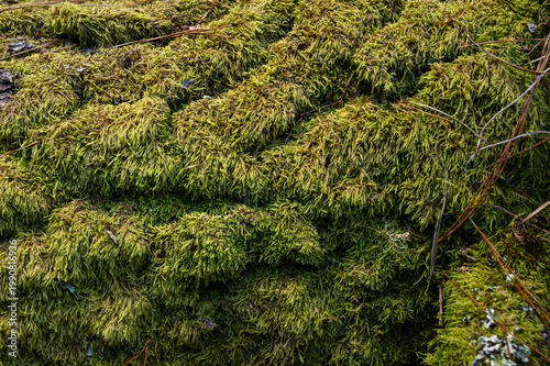 Moss blankets a wet, mossy surface with soft green tones. Twigs and stones peek through the thick, textured growth. Nature's quiet detail thrives in this damp, earthy scene