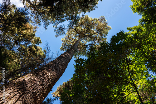 Towering pines stretch toward a clear blue sky. Dense green canopies frame the upward view. Sunlight filters through branches and leaves. Natural forest scene invites awe and tranquility