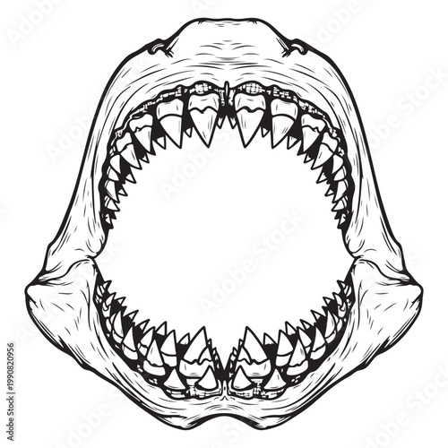 Shark jaw with sharp teeth vector illustration for nautical tattoo or t-shirt design